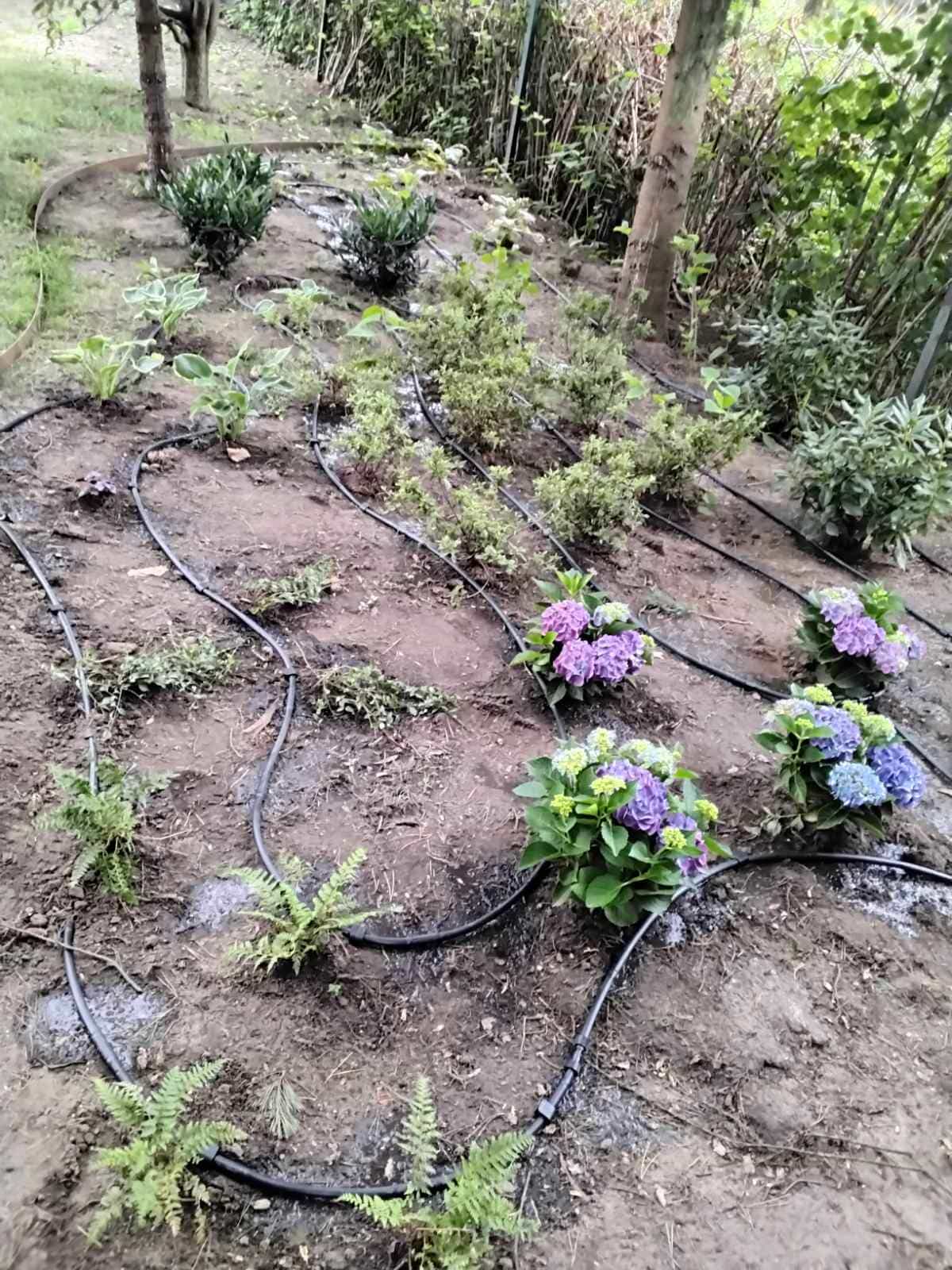 Kapková závlaha mezi hortenziemi